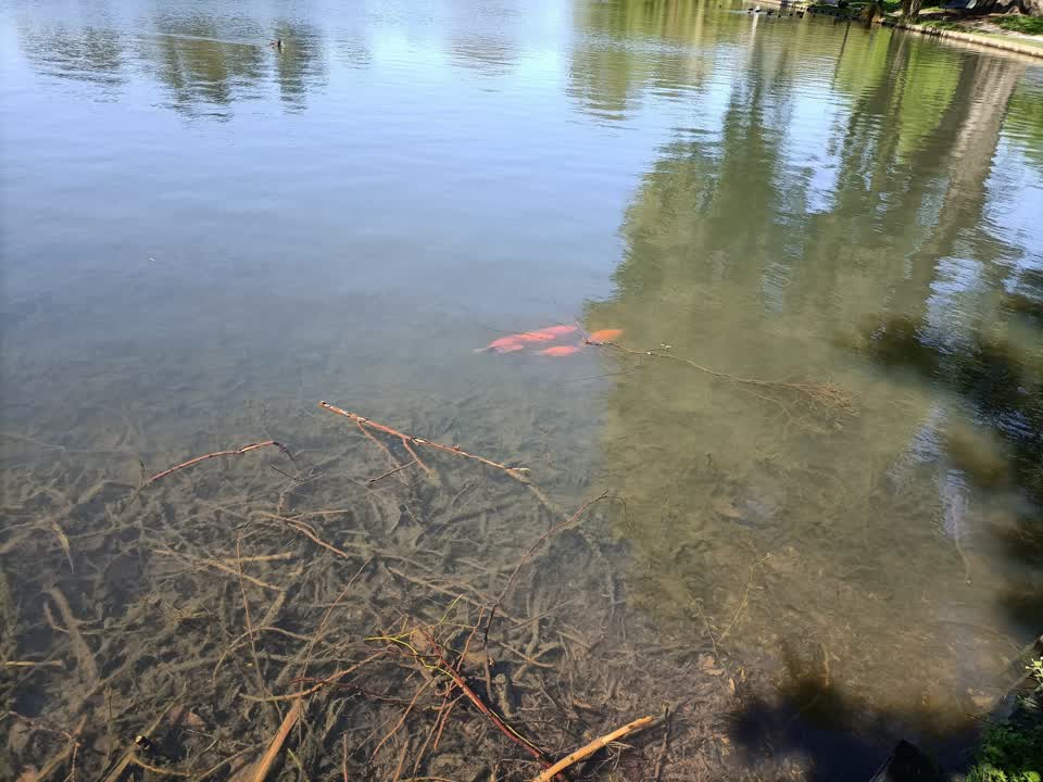 The photograph attached to this parks report