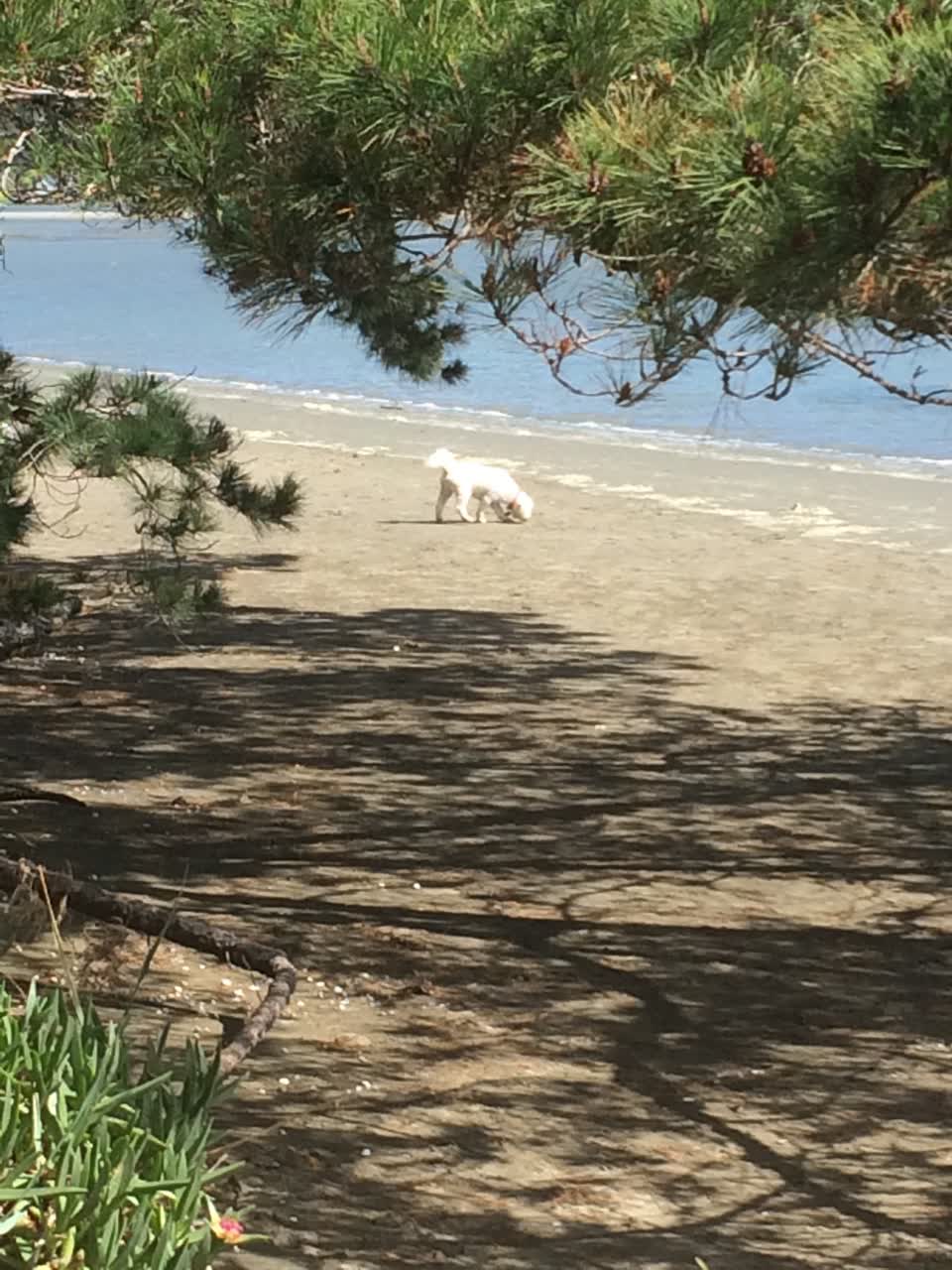 The photograph attached to this parks report