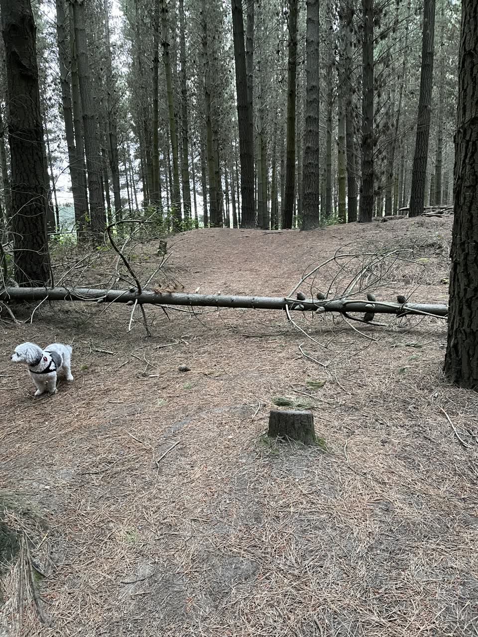 The photograph attached to this parks report