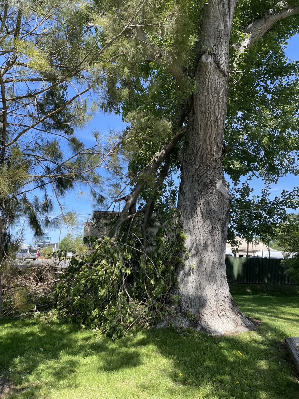 The photograph attached to this parks report