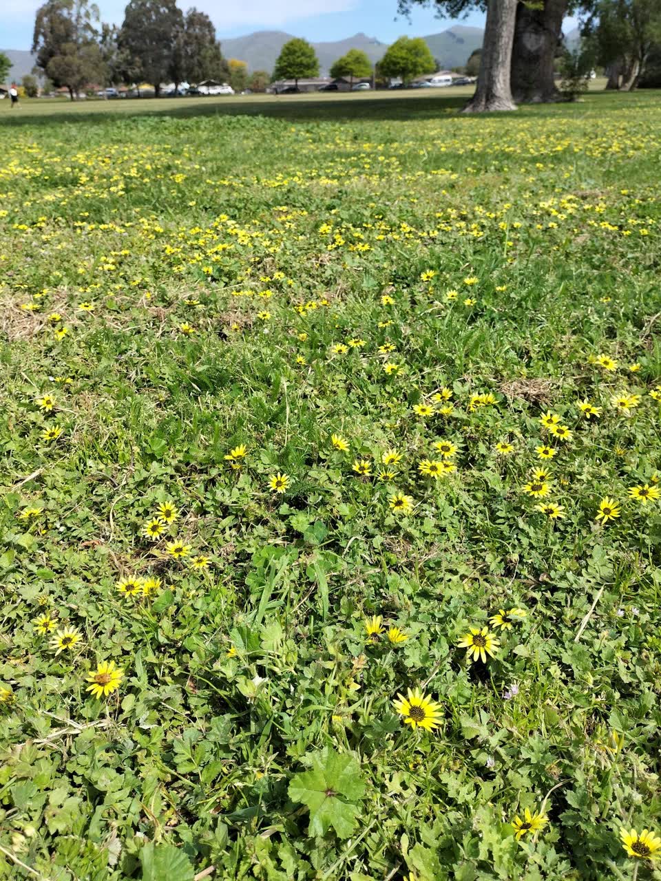 The photograph attached to this parks report