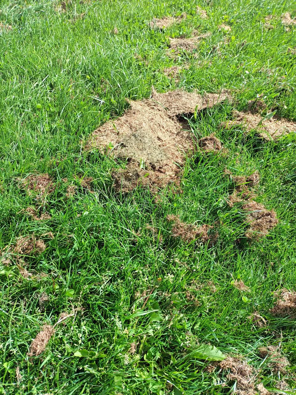 The photograph attached to this parks report