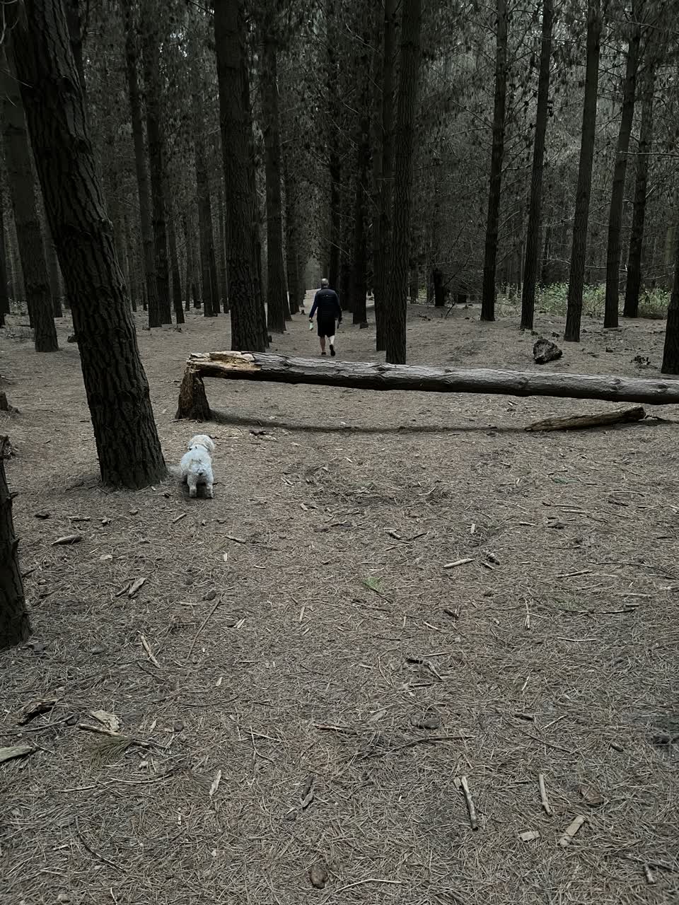 The photograph attached to this parks report