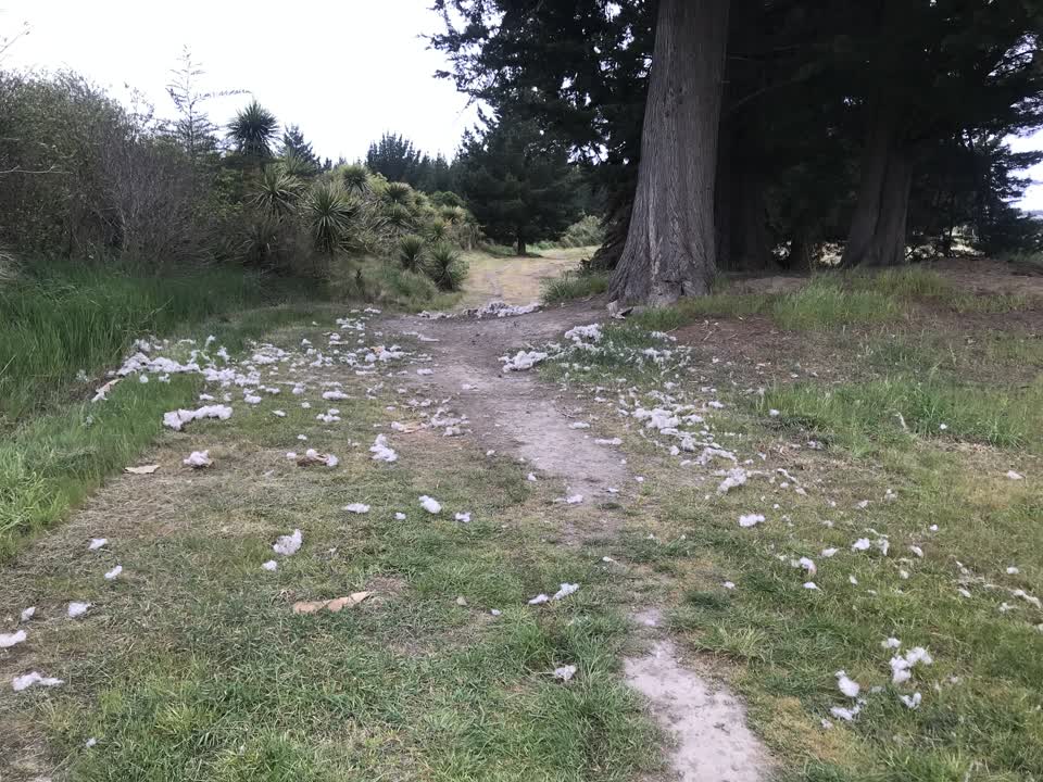 The photograph attached to this parks report
