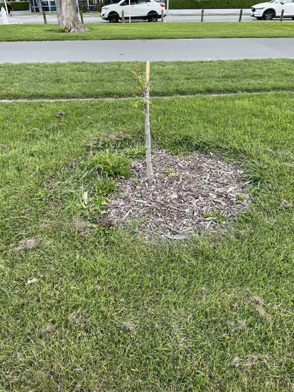 The photograph attached to this parks report