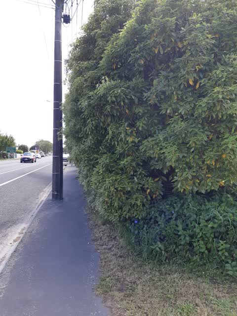 Roading/Streets, a report photo