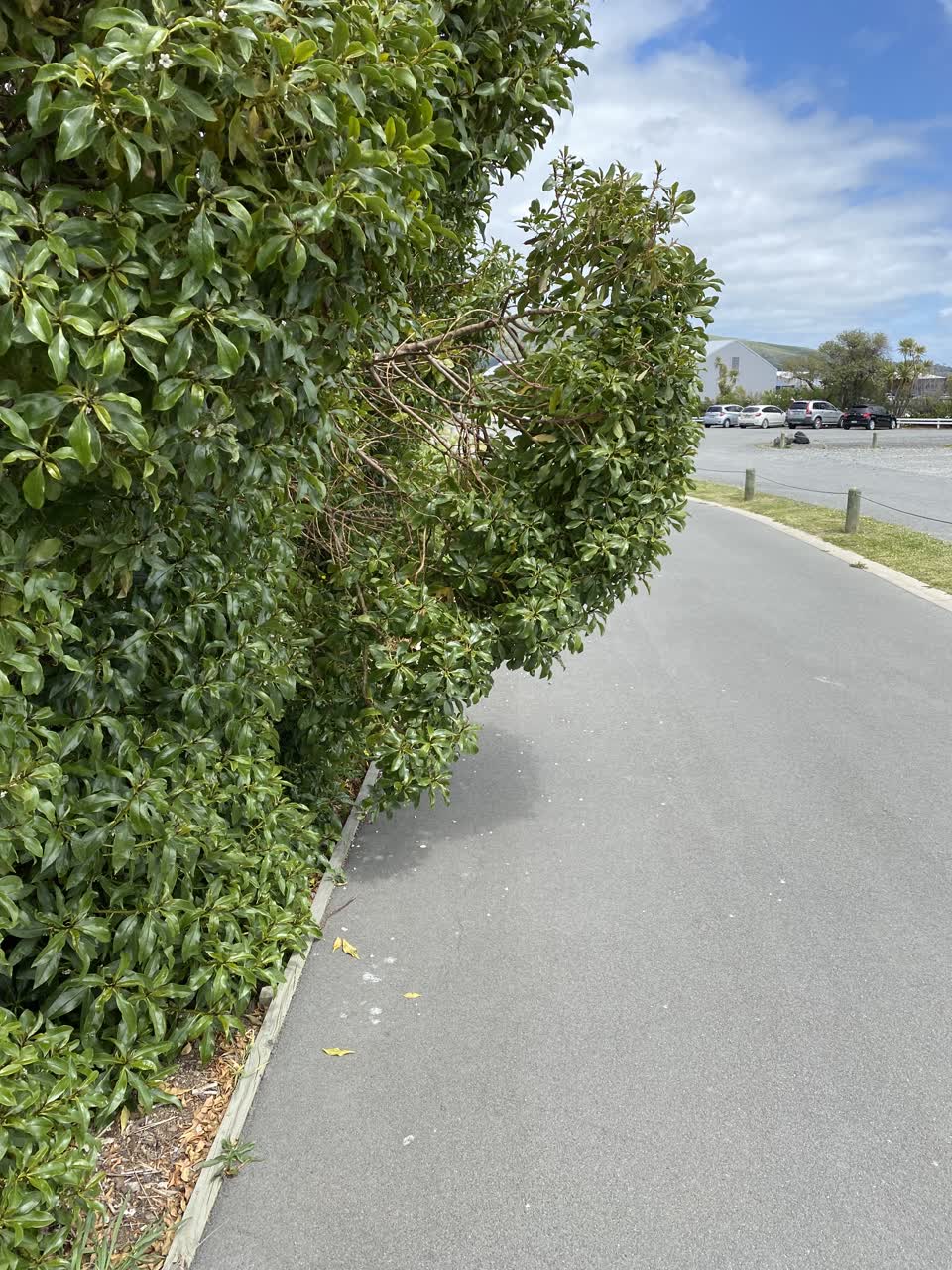 The photograph attached to this parks report