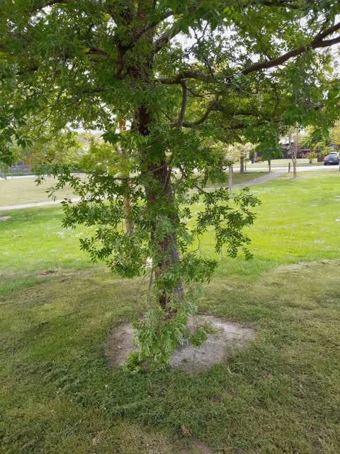 Parks, a report photo