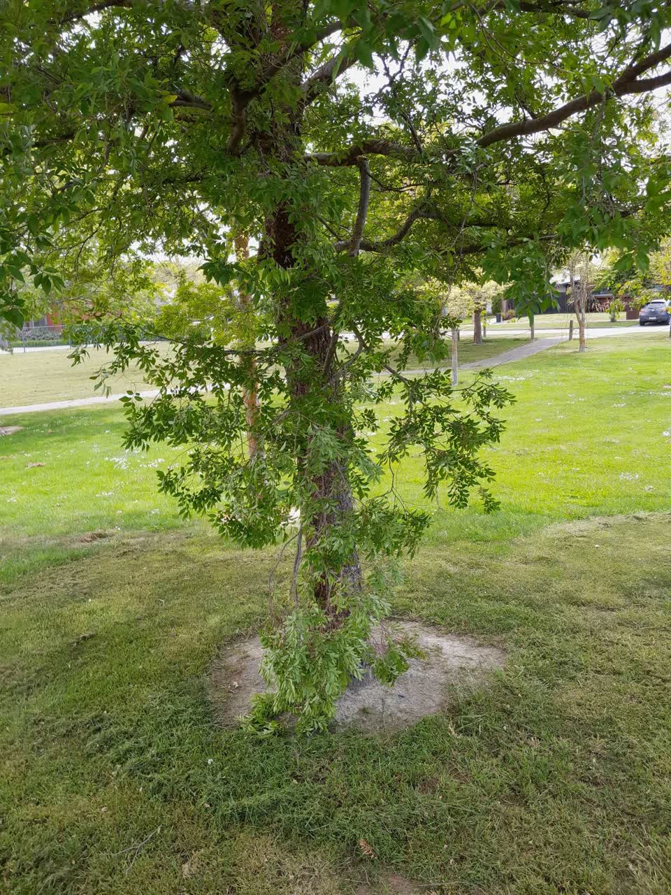 The photograph attached to this parks report