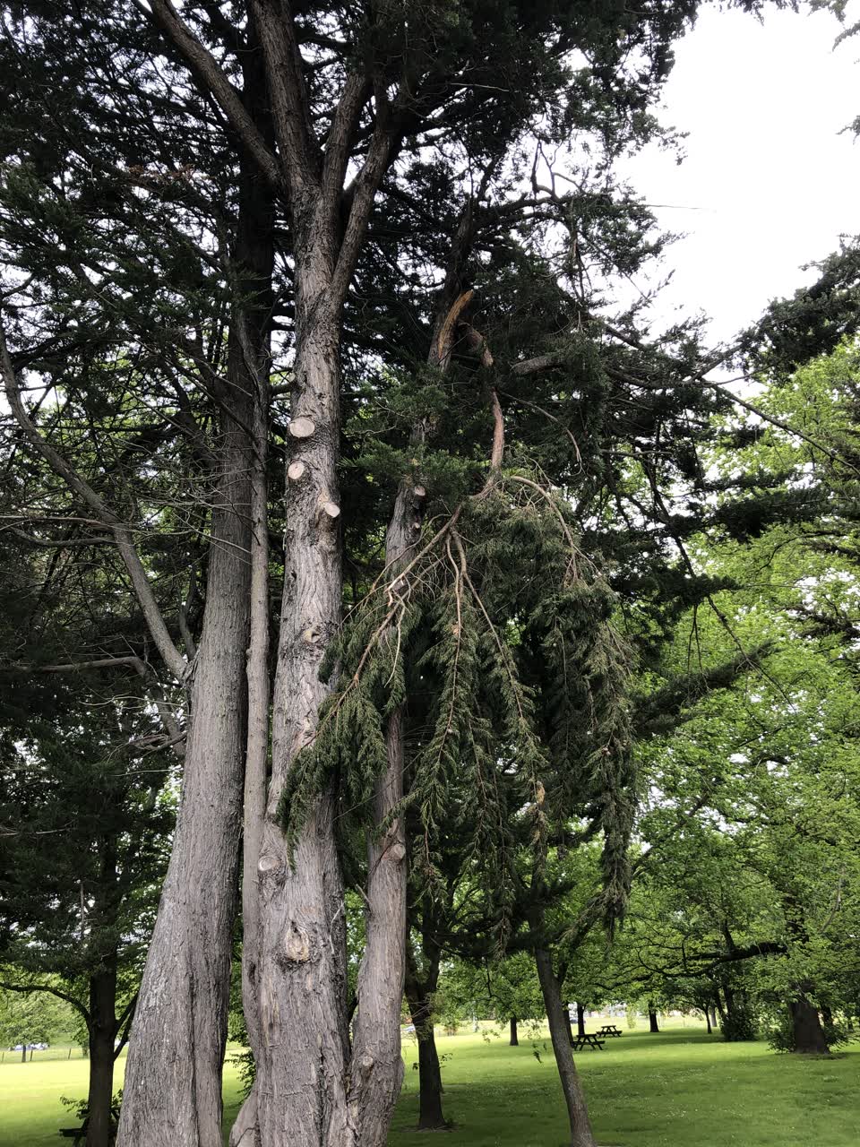 The photograph attached to this parks report