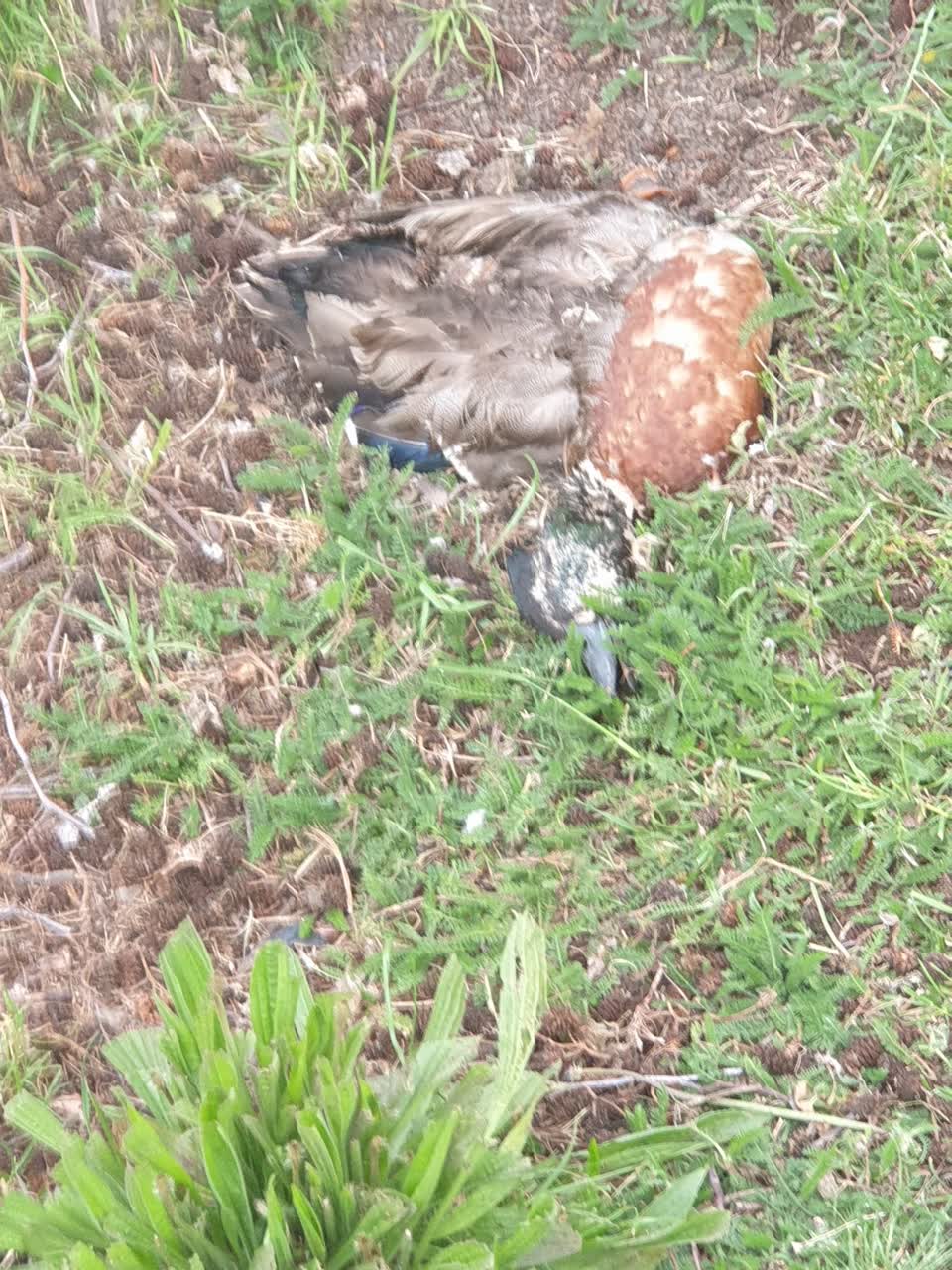 The photograph attached to this parks report