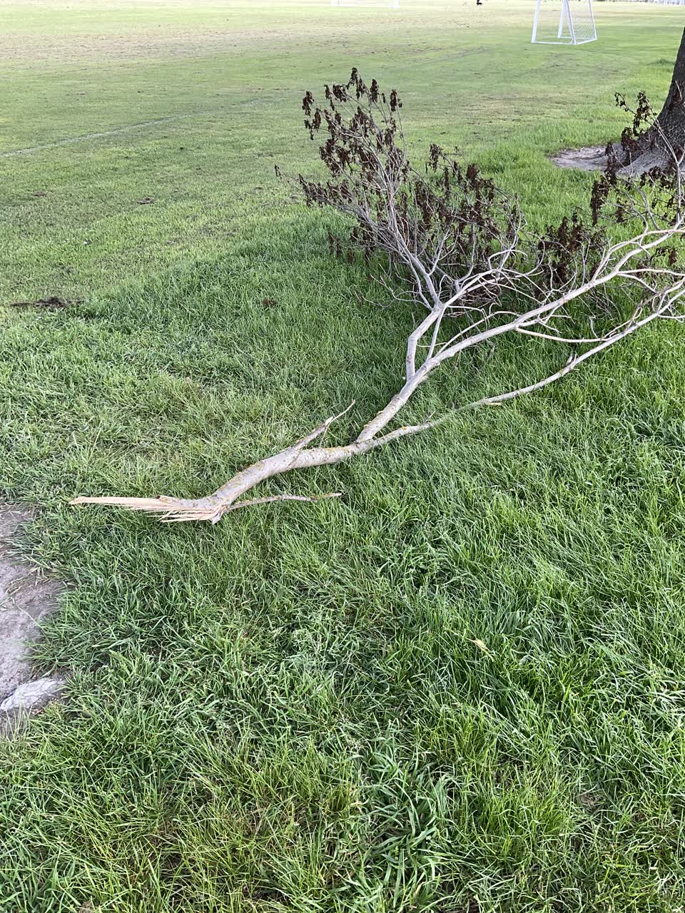 The photograph attached to this parks report