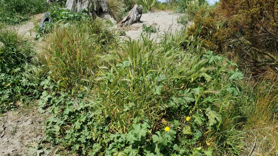 The photograph attached to this parks report