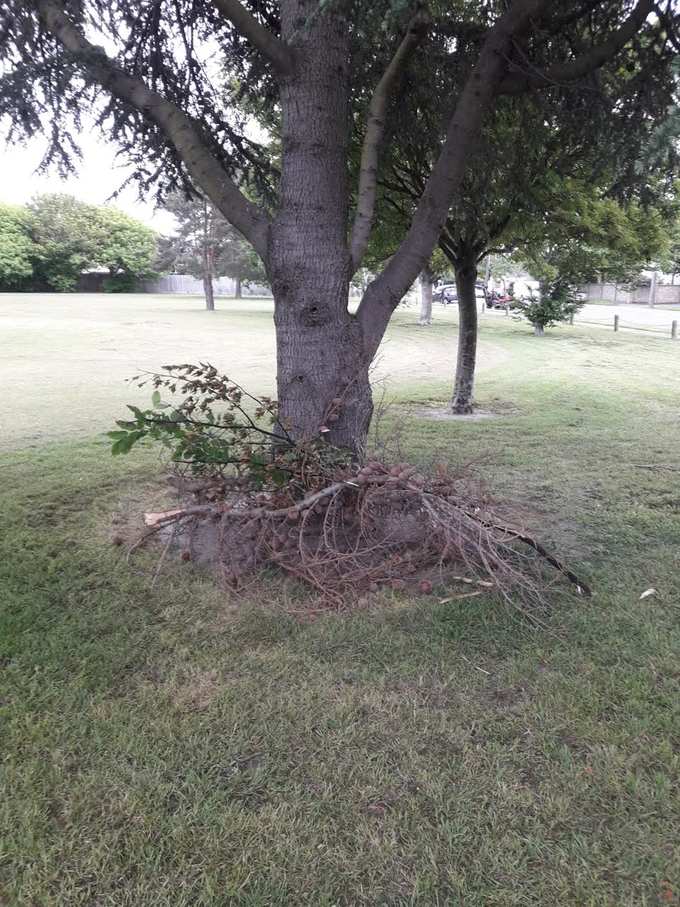 The photograph attached to this parks report