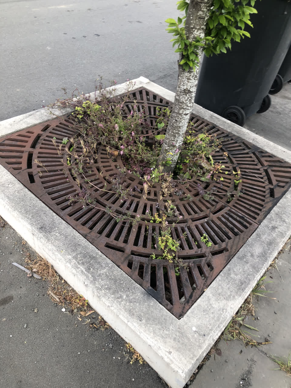 The photograph attached to this parks report
