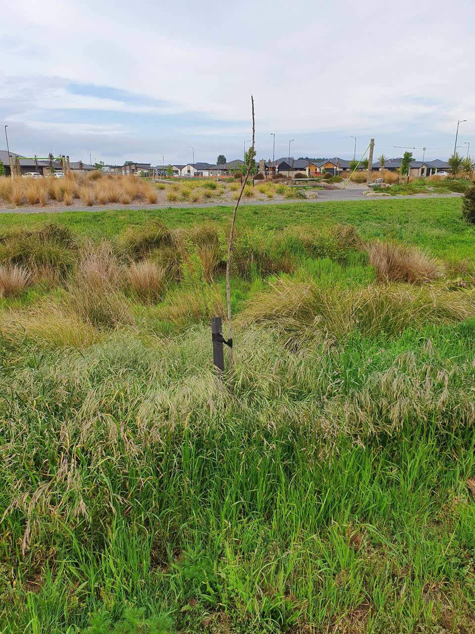 The photograph attached to this parks report