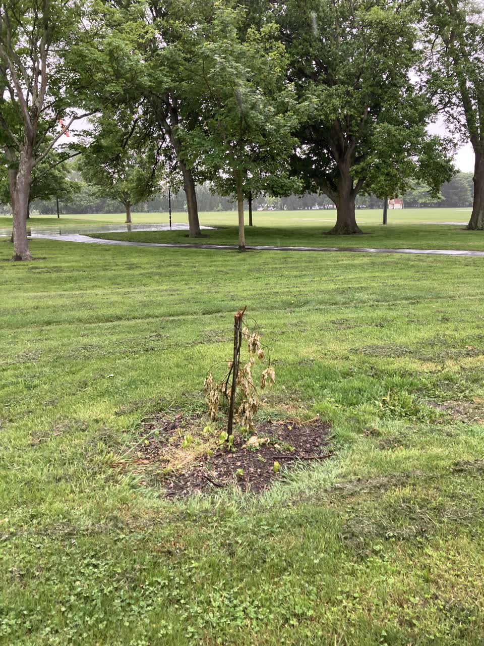 The photograph attached to this parks report