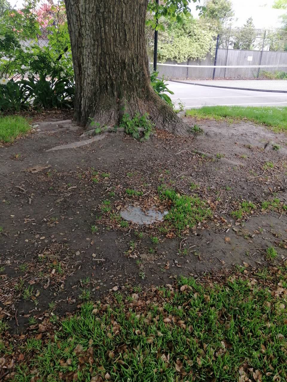 The photograph attached to this street light outage report