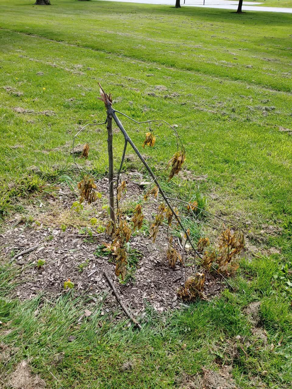 The photograph attached to this parks report