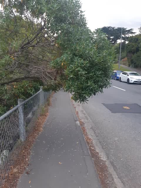 Roading/Streets, a report photo