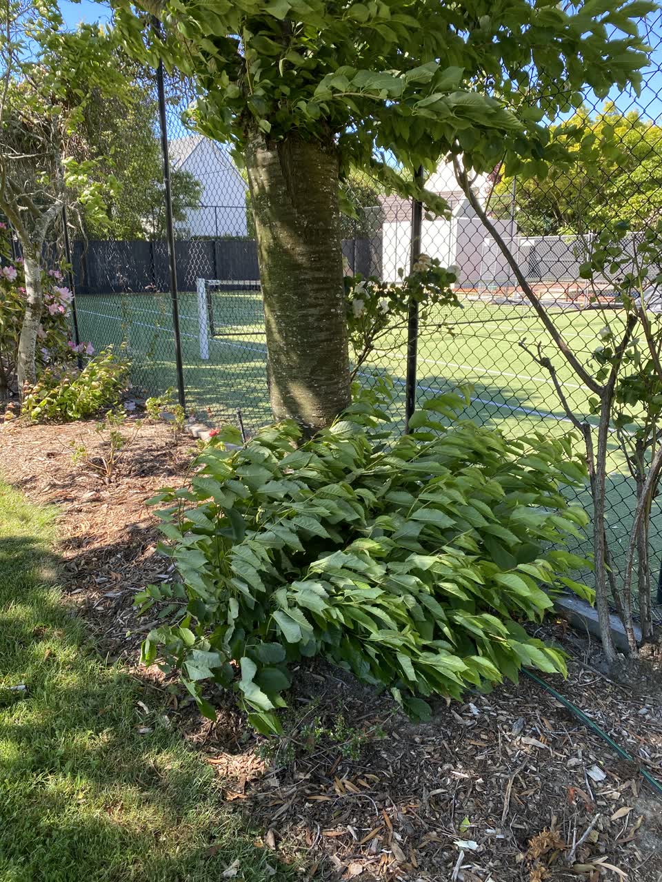 The photograph attached to this parks report