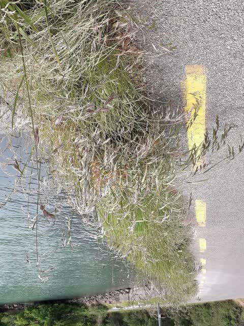 Roading/Streets, a report photo