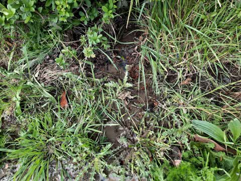 Water Leak, a report photo