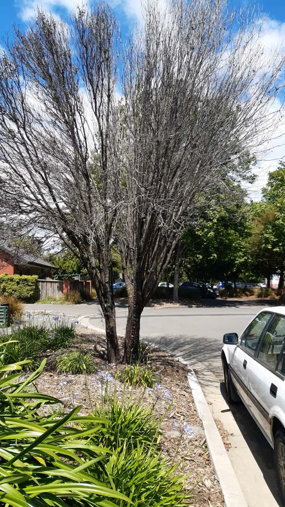 The photograph attached to this parks report