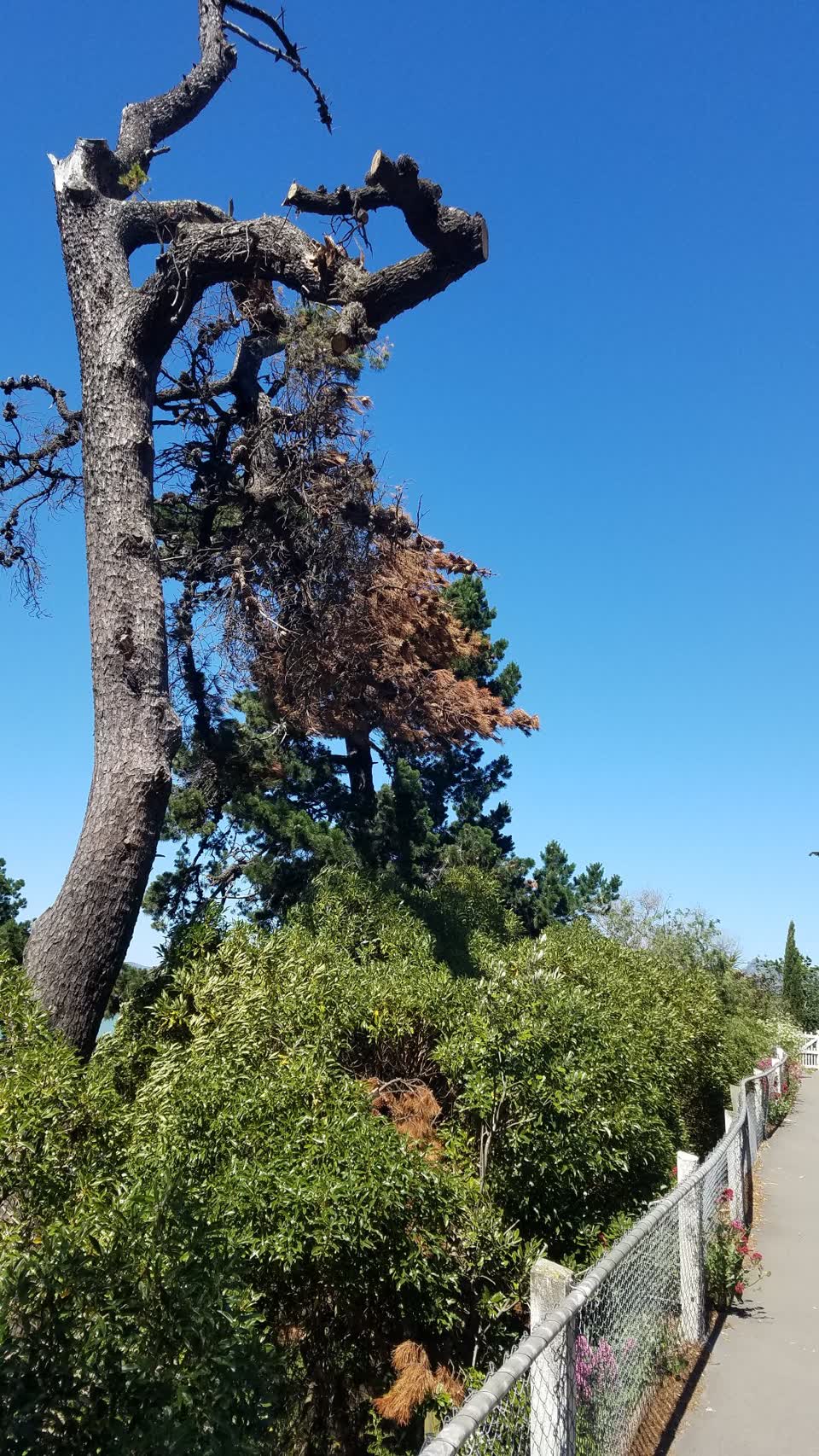 The photograph attached to this parks report