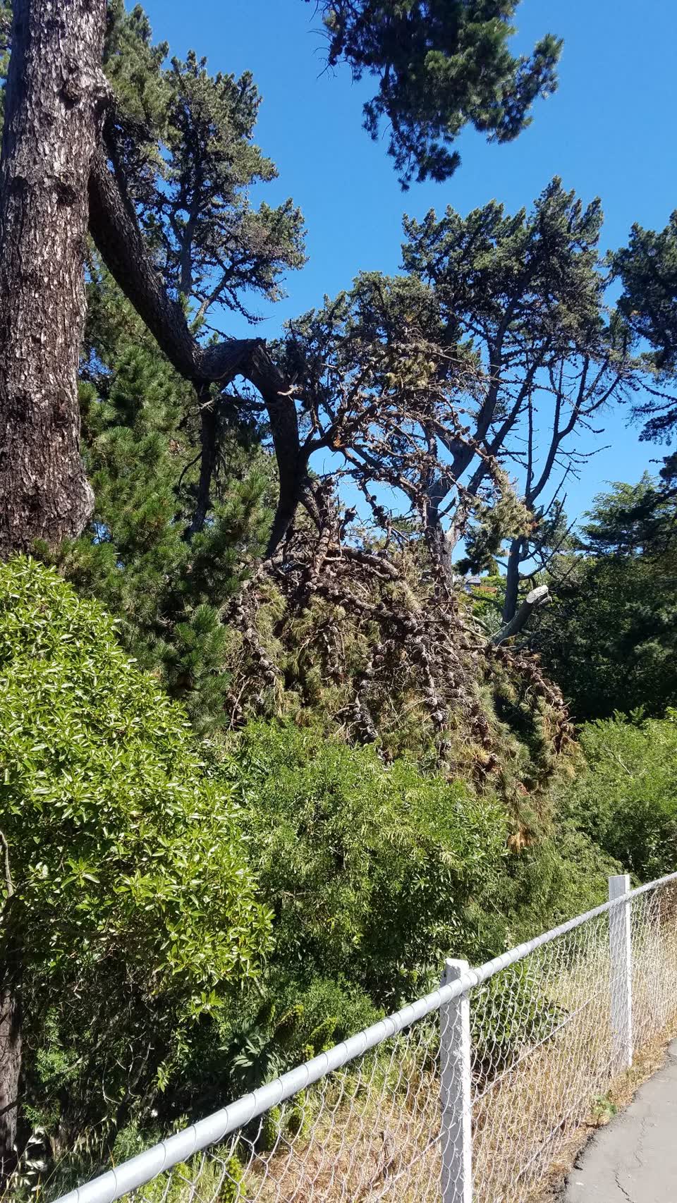 The photograph attached to this parks report