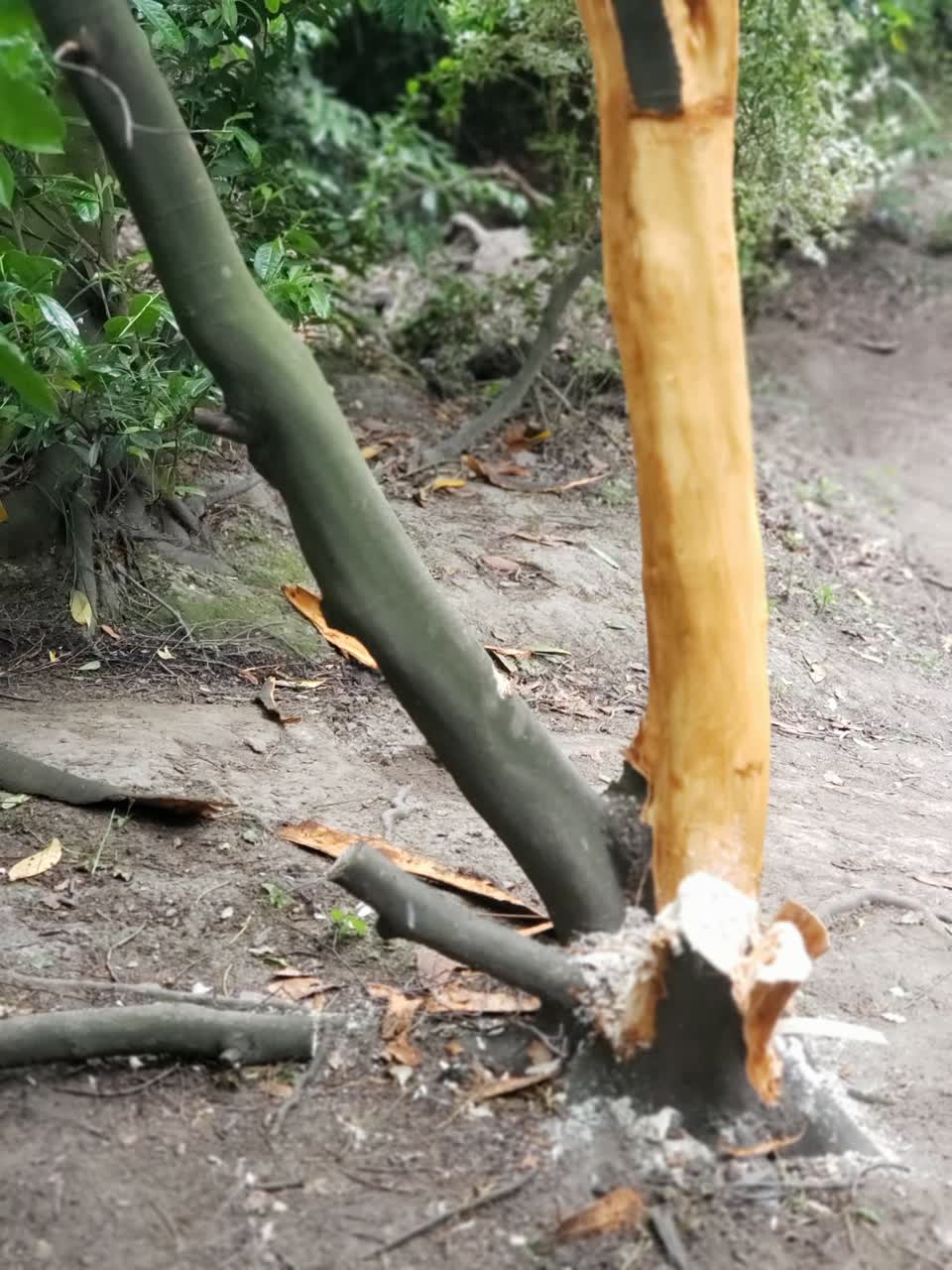 The photograph attached to this parks report