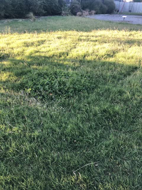 Parks, a report photo