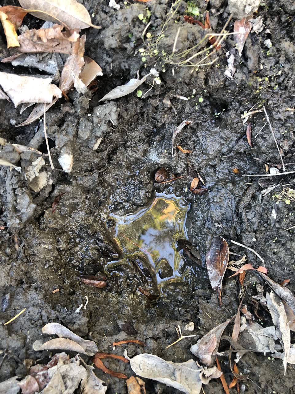 The photograph attached to this water leak report