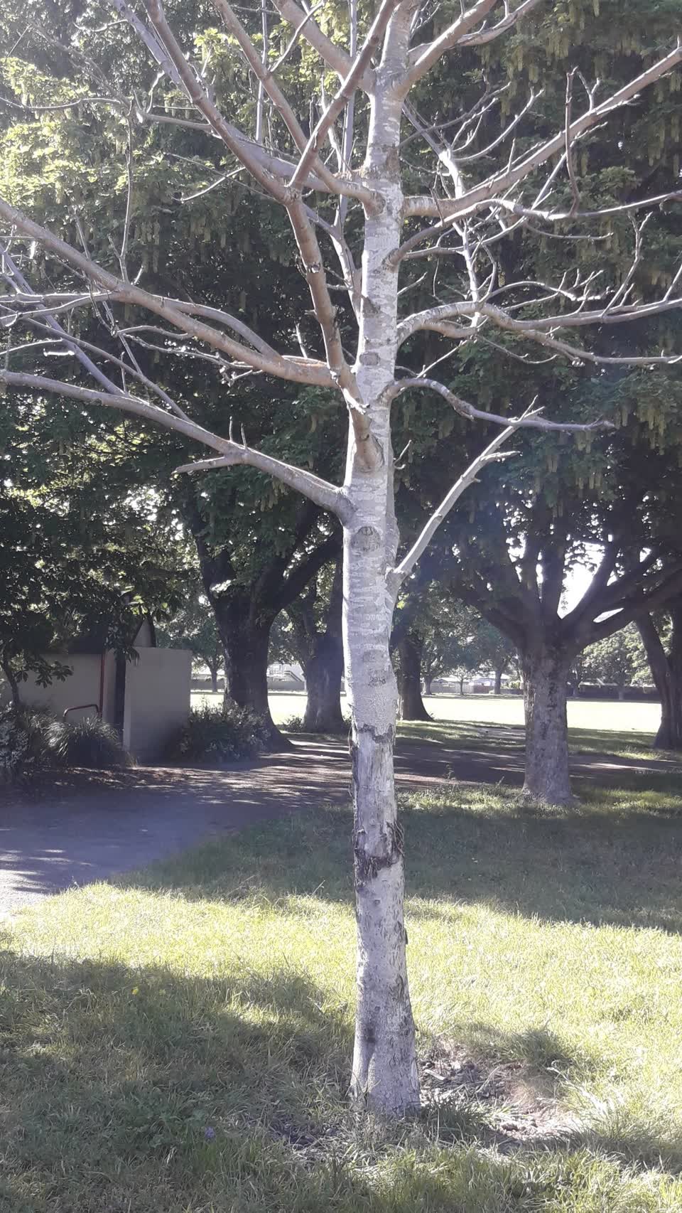 The photograph attached to this parks report