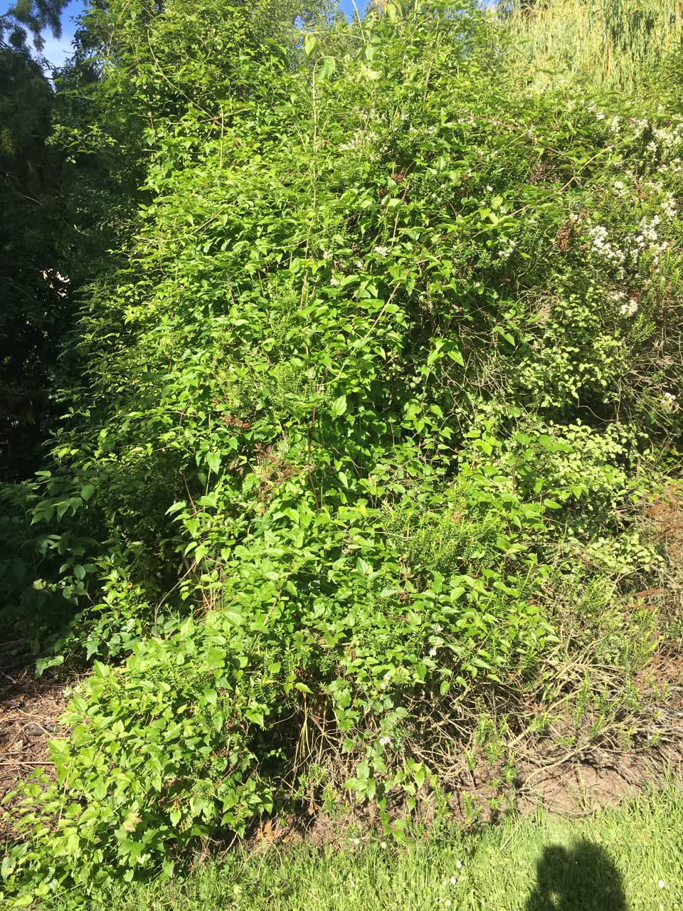 The photograph attached to this parks report