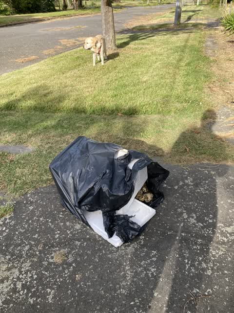 Rubbish/Recycling, a report photo