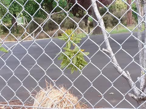 Roading/Streets, a report photo