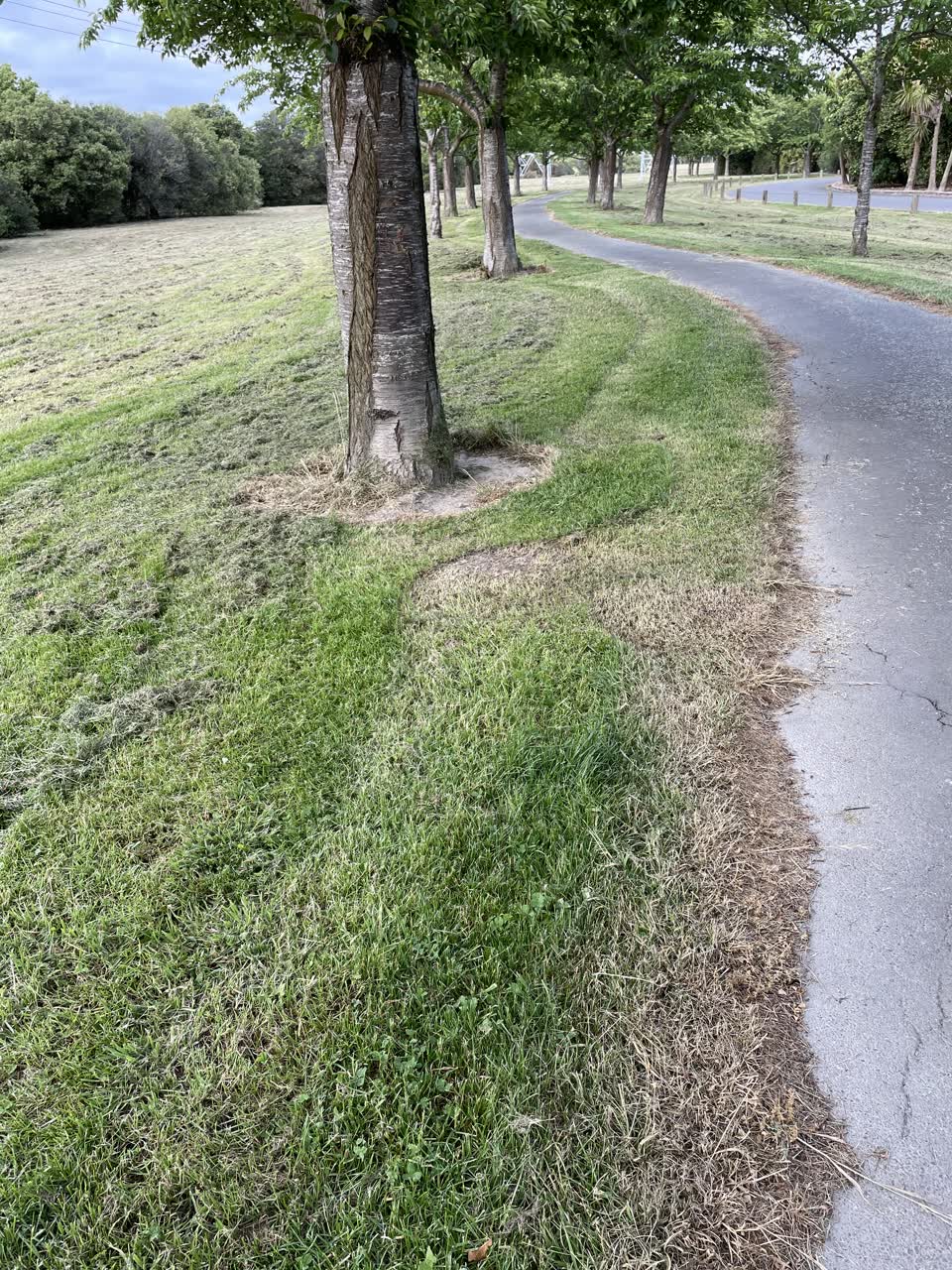 The photograph attached to this parks report