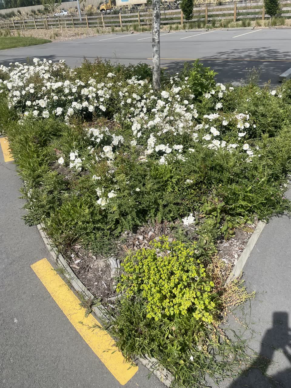 The photograph attached to this parks report