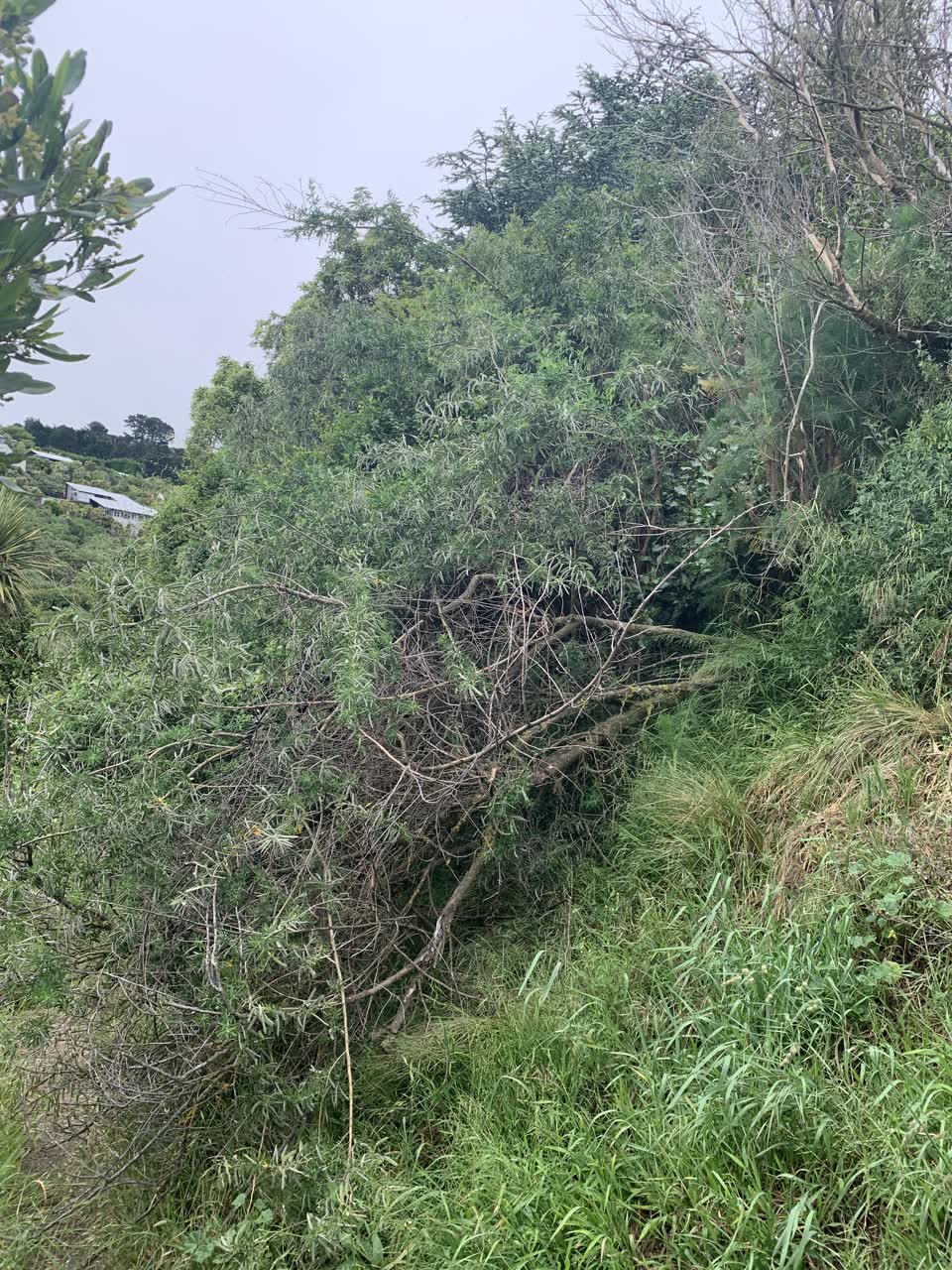 The photograph attached to this parks report