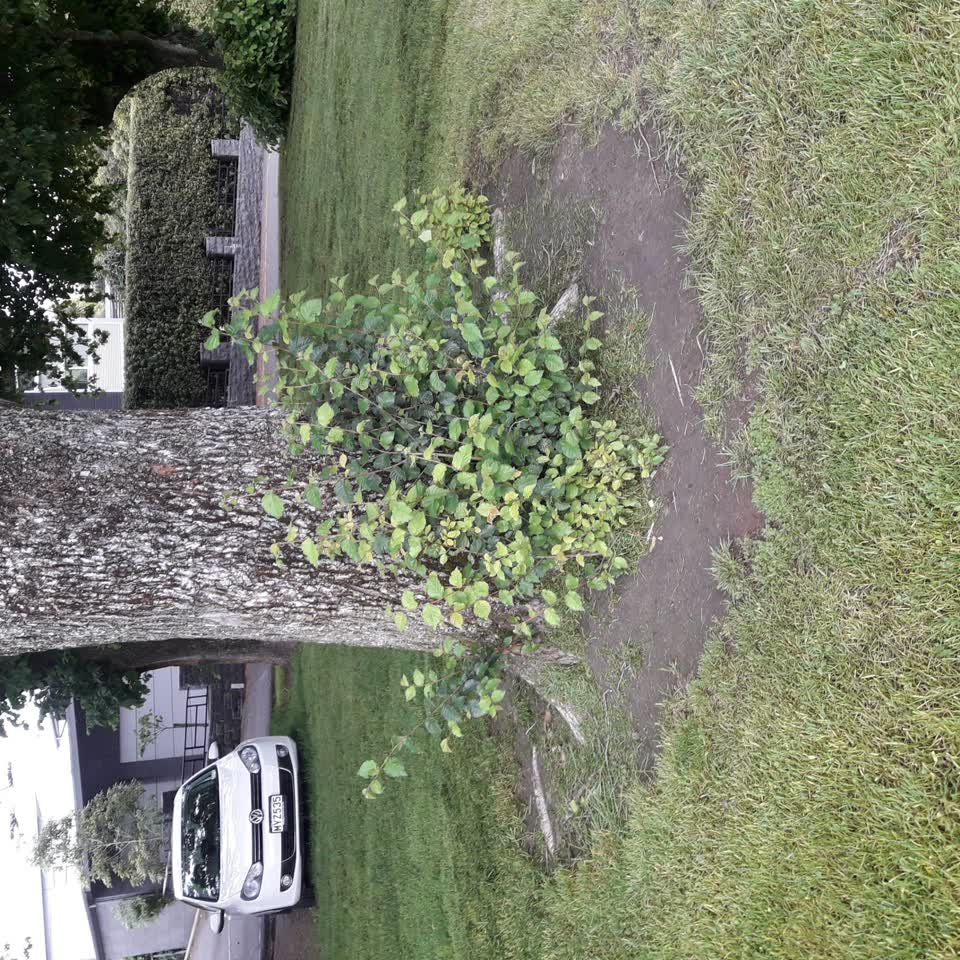 The photograph attached to this parks report