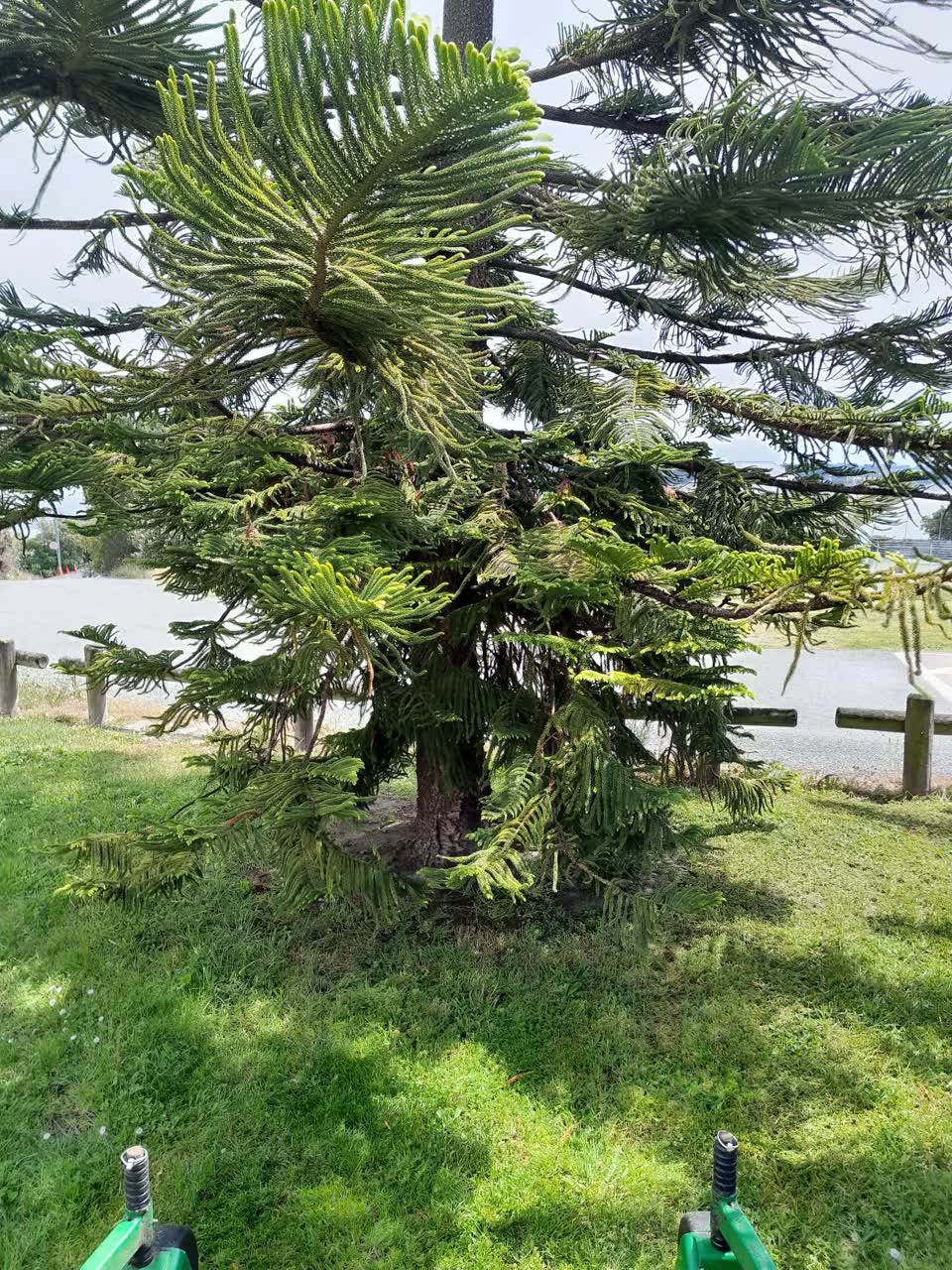The photograph attached to this parks report