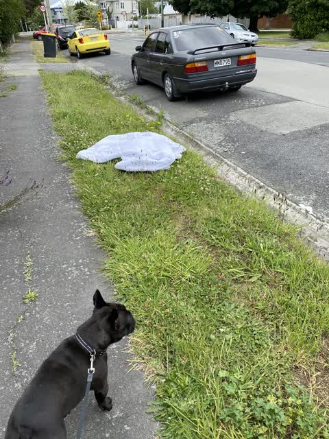Rubbish/Recycling, a report photo