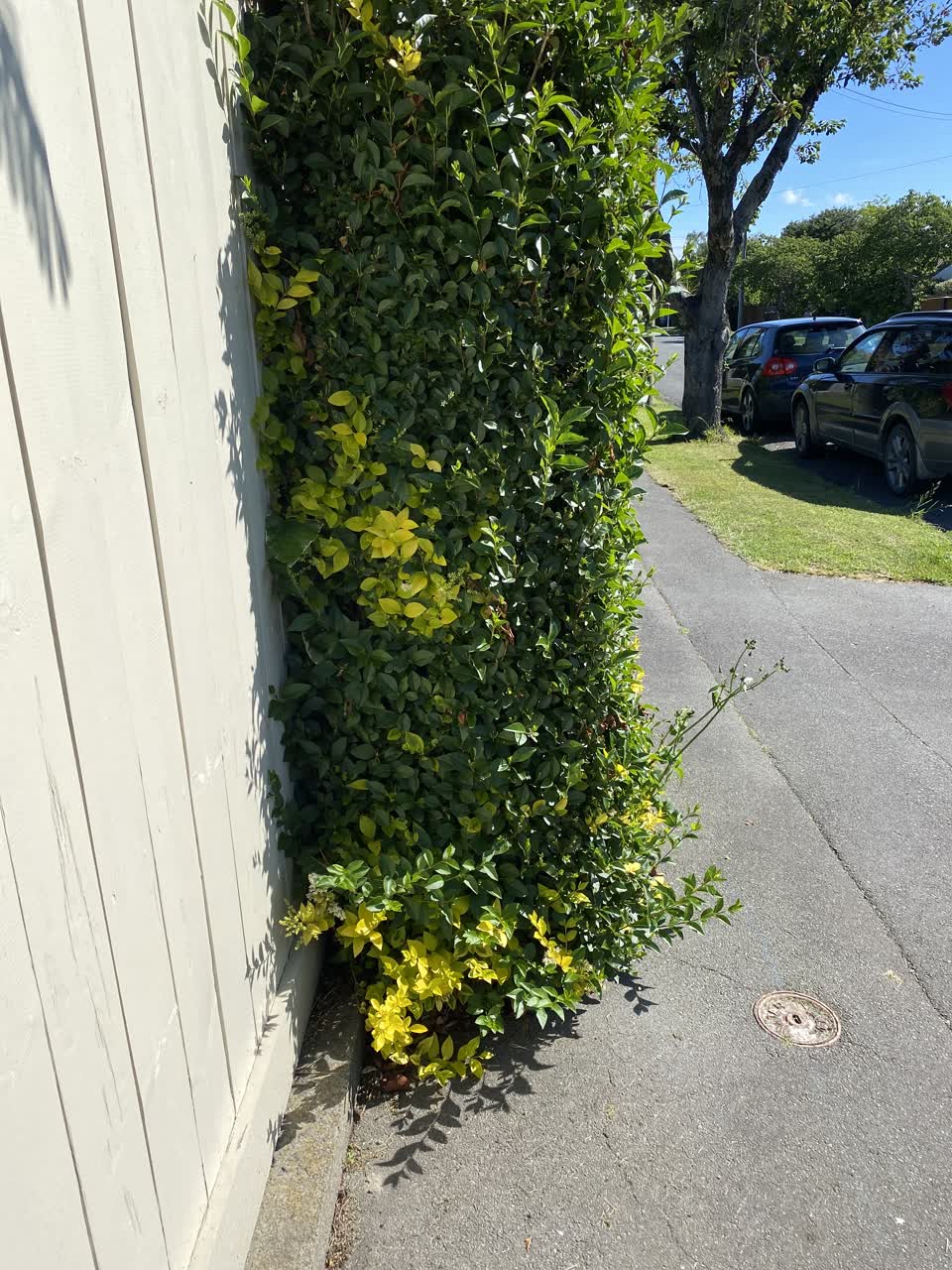 The photograph attached to this parks report