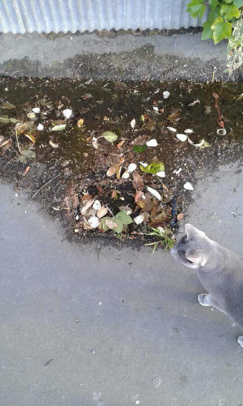 The photograph attached to this water leak report