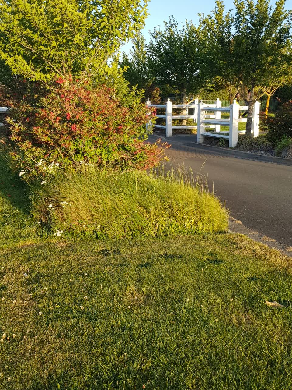The photograph attached to this parks report