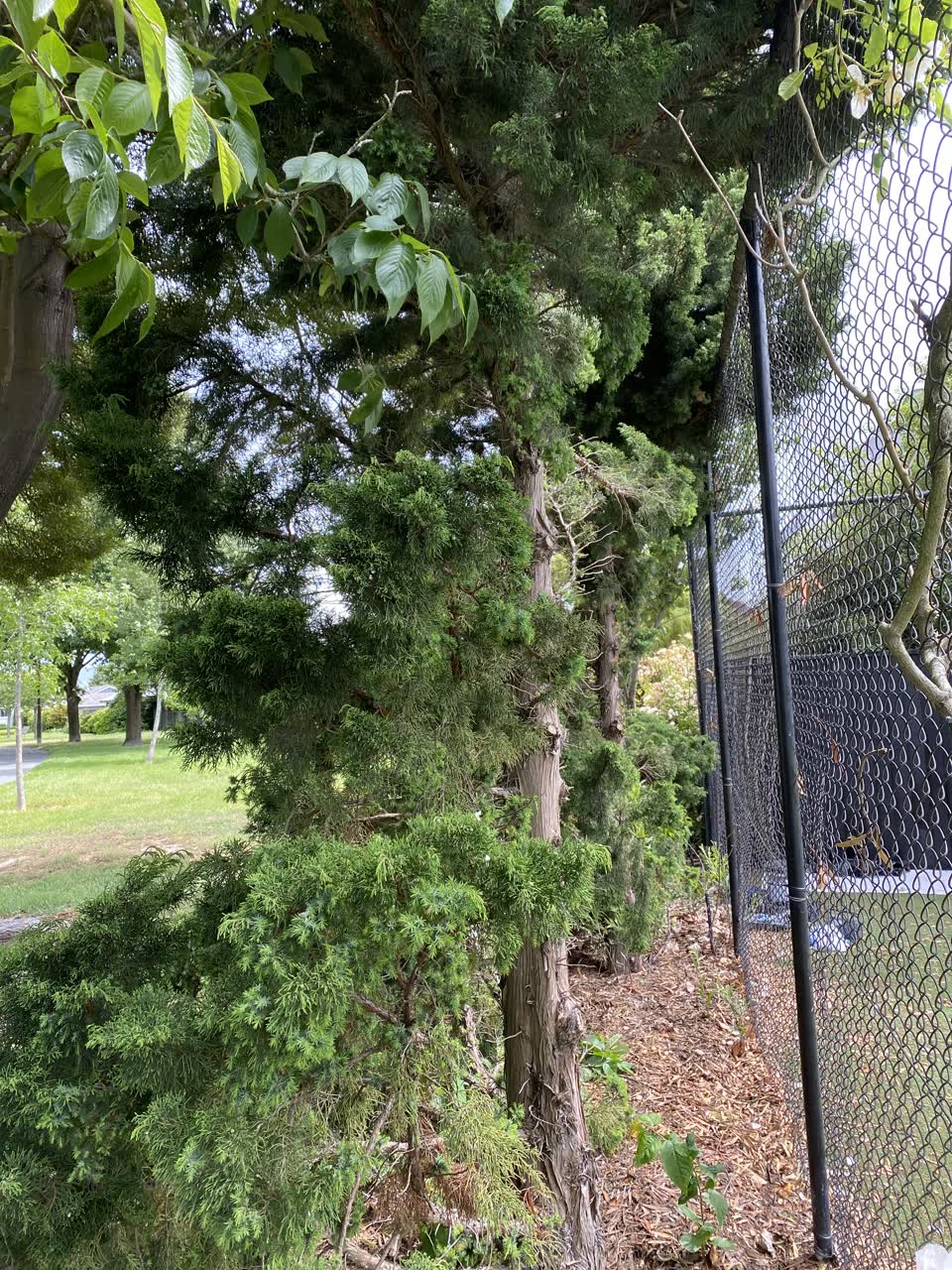 The photograph attached to this parks report