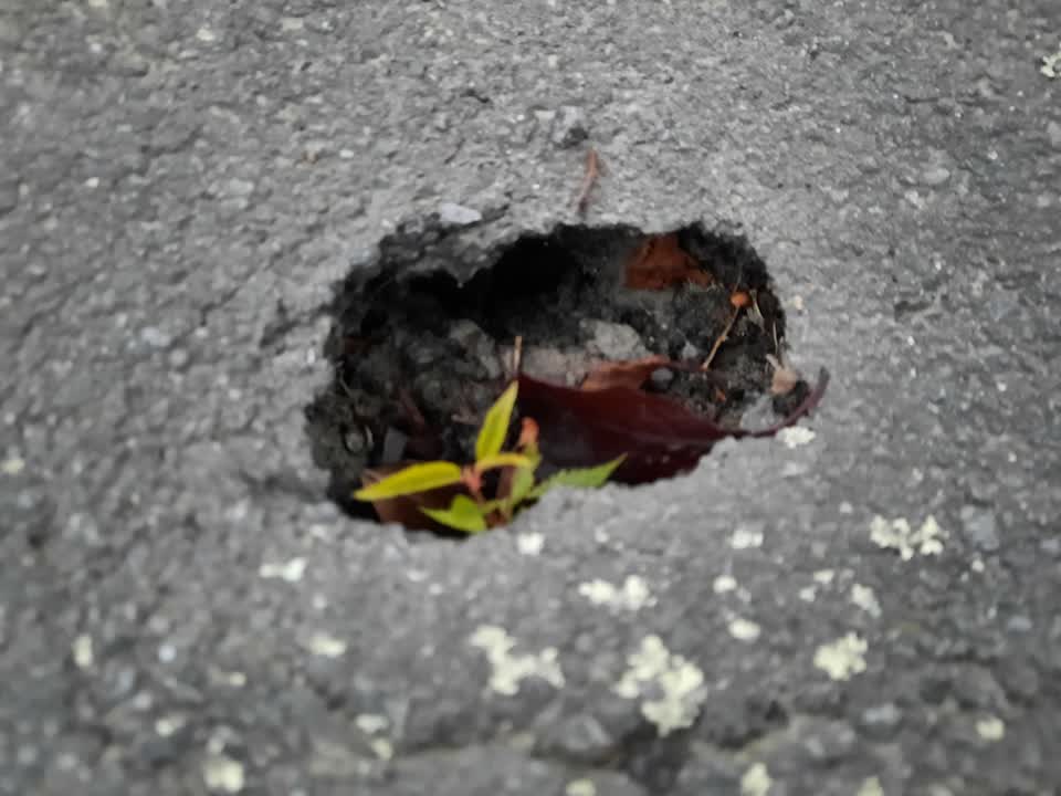 The photograph attached to this street light outage report