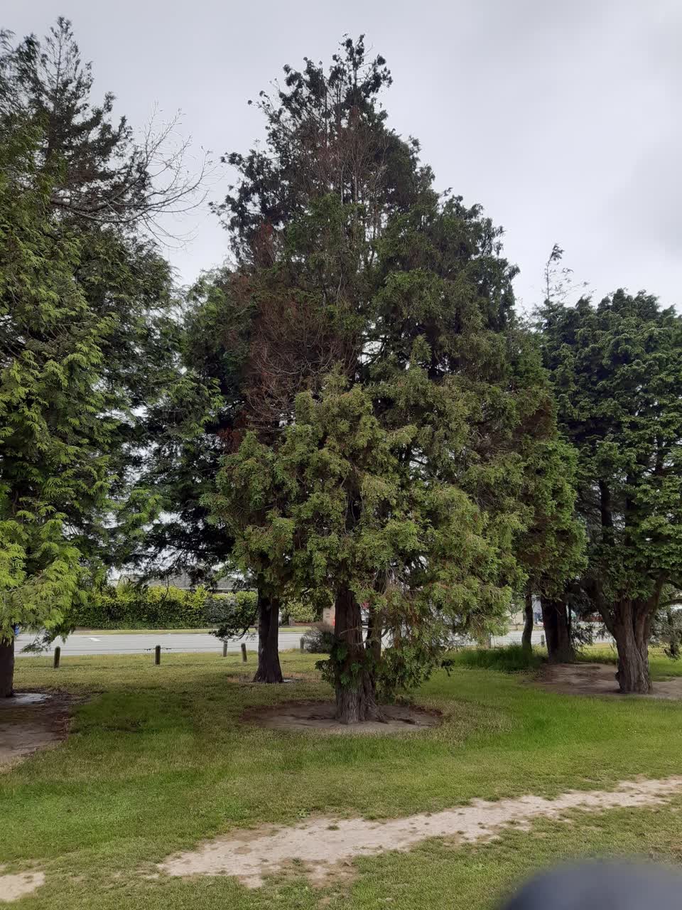 The photograph attached to this parks report
