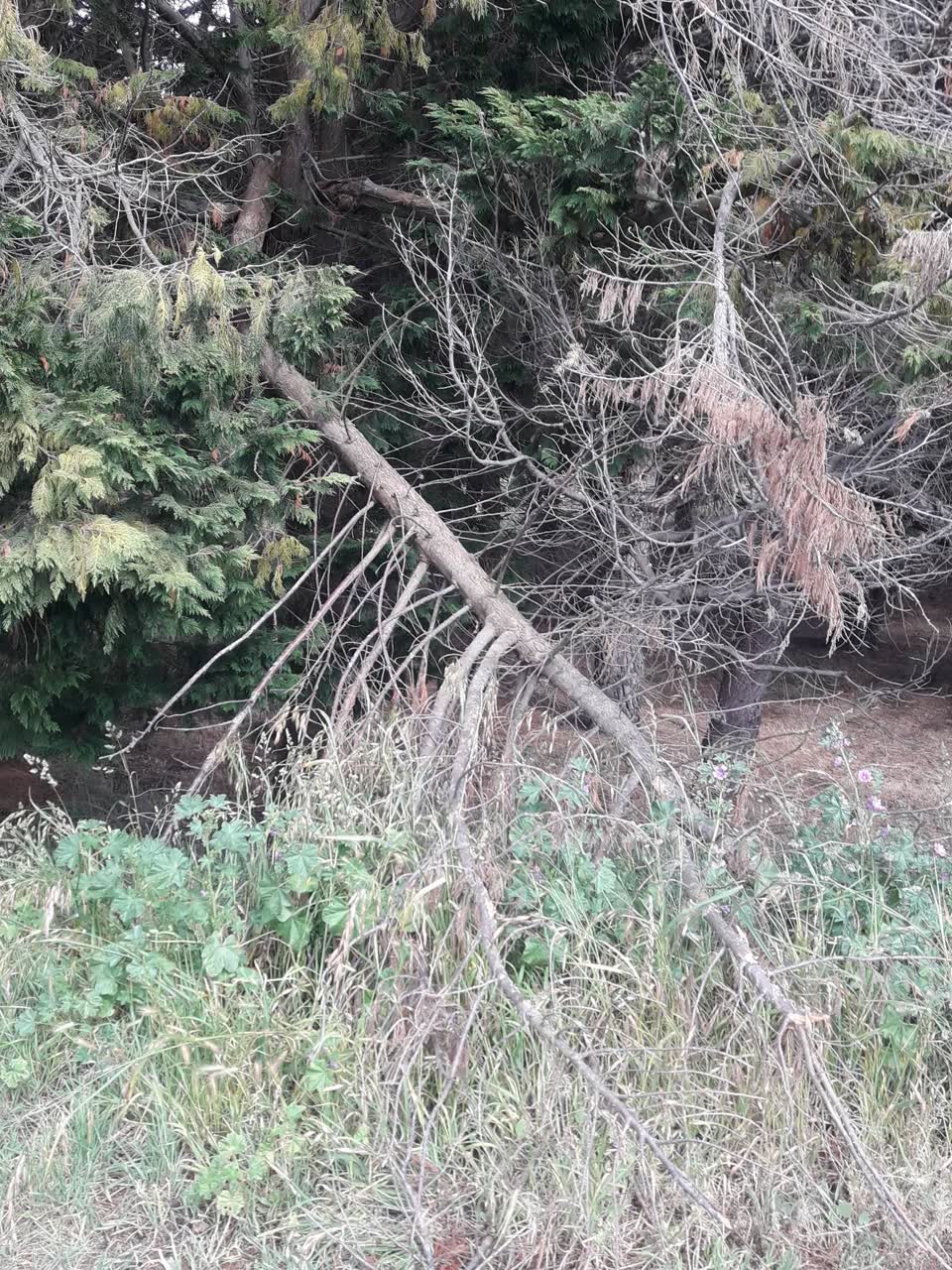 The photograph attached to this parks report